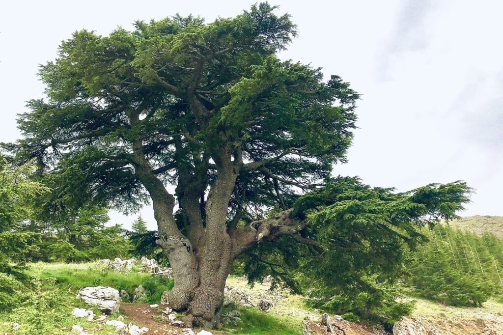 Cedars of Lebanon
