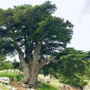 Cedars of Lebanon