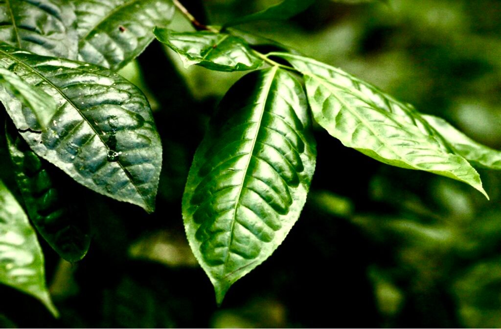 Tea leaves, featured image post