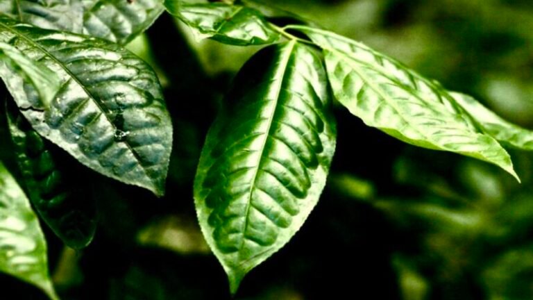 Tea leaves, featured image post
