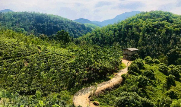 dirt-road-in-tea-field