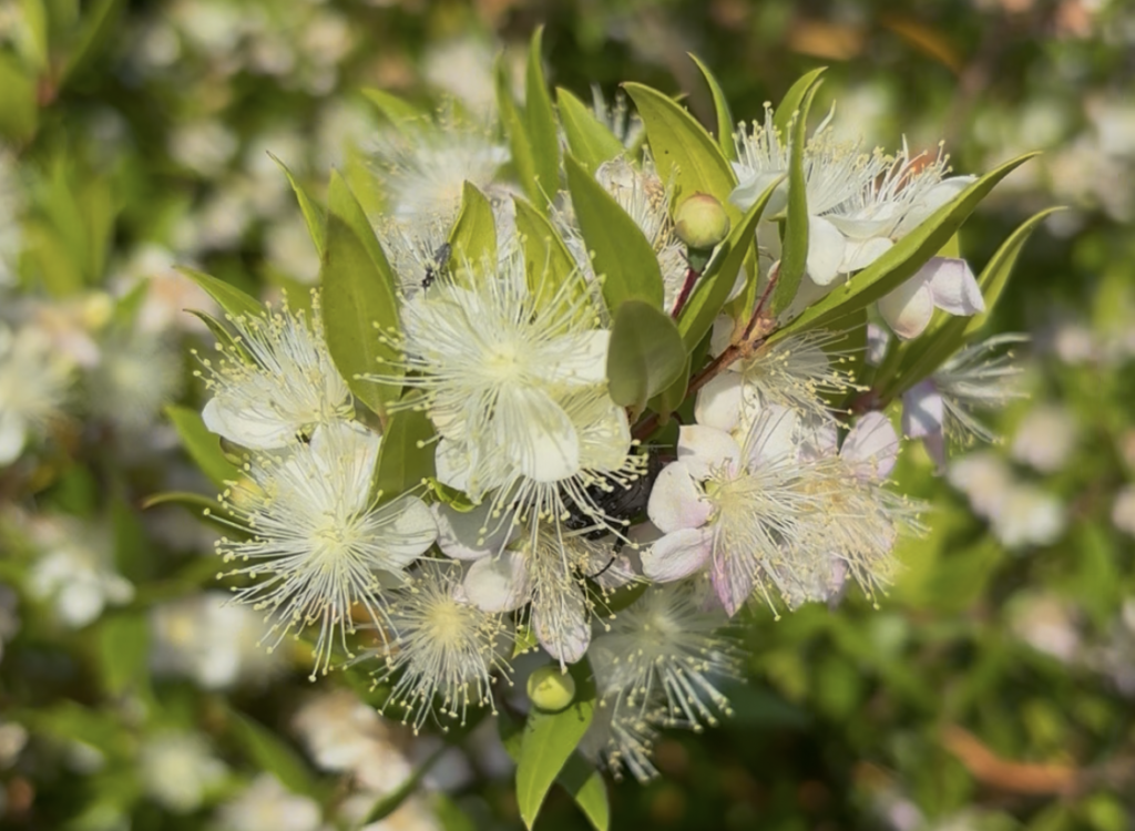 the Myrtle scent defines the island's legendary, aromatic landscape